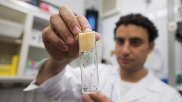 Un científico manipula mosquitos "Aedes aegypti", transmisores del virus del Zika y el dengue