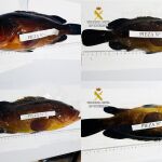 Algunas de las piezas de pescado intervenidas por la Guardia Civil