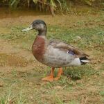 Muere el pato más solitario del mundo