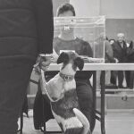 Un ciudadano acudió a votar las últimas elecciones junto a su mascota, que muestra «interés» en lo que sucede
