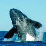 La ballena franca austral sería una de las principales beneficiadas del progresivo derrimiento de la Antártida ya que se alimenta de un grupo de crustáceos (copépodos) están asociados a aguas abiertas. Junto a ella, también se beneficiarían los erizos, los sálpidos o las medudas.