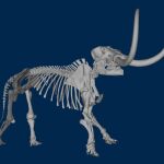 Los primeros humanos llegaron a America del Norte 115.000 años antes de lo que se creía