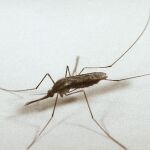 El mosquito que contagia la malaria