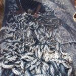 Reducir la sobrepesca, uno de los consejos de los expertos