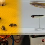 Ejemplares de las dos especies utilizadas en el estudio / EPFL