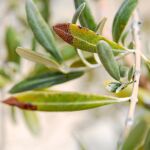  Un juzgado deniega el acceso a parcelas con Xylella fastidiosa