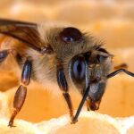 Muere un hombre en Mijas (Málaga) tras sufrir picaduras masivas de abejas