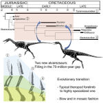 Los dos dinosaurios pueden rellenar una laguna de 70 millones de años en la evolución de estos animales