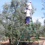 Los malos datos del sector agrícola no han tenido contrapeso