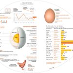 Nueva vuelta a la tortilla: los huevos son malos (otra vez)