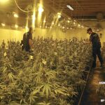 Las actuaciones han dado como resultado un total de 109.252 plantas de marihuana aprehendidas, con un peso total en seco de 27.313 kilos.