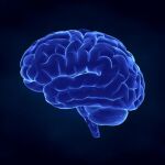 El estudio hace una nueva aproximación sobre el papel del olvido en nuestro cerebro