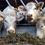 España detecta un caso de «vaca loca» en Salamanca