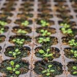 Este descubrimiento ayudaría previsiblemente a compensar uno de los efectos del cambio climático debido a la bajada de lluvias y subida de temperaturas / CRAG