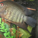 Un ejemplar de pez de la familia de los cíclidos (Cichlidae)