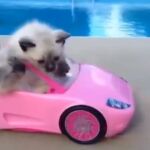 Rusia celebra una de las mayores ferias internacionales de gatos del mundo