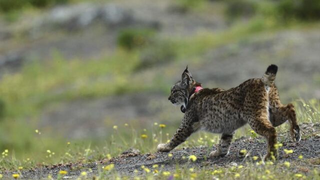 Un lince puesto en libertad en Córdoba