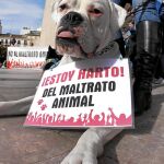 Un bulldog inglés, en una de las manifestaciones celebradas en el país