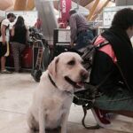 Las mascotas también vuelan con Iberia