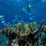 Un submarinista en el Parque Nacional Vizcaíno