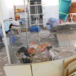 Varios perros vivían hacinados en una perrera ilegal en Cádiz, que desmanteló la Guardia Civil