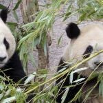 Osos panda gigante