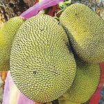 ¿Por qué tengo que comer Jackfruit?