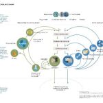 Fuente: Ellen MacArthur Foundation