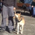 Alcorcón, pionero en el ‘sacrificio cero’ de animales abandonados