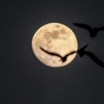 Algunas creencias populares afirman que durante la luna llena se producen más partos