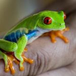 Las ranas serían unos de los animales más afectados, según el estudio