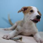 Fotografía de Antony, el perro clonado a petición de un familia en Buenos Aires (Argentina)