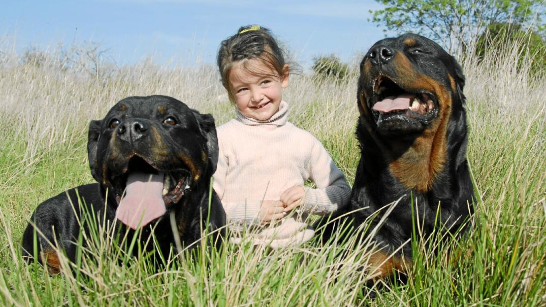 No es la raza, sino el dueño: expertos confirman que el entorno y la historia de un perro determinan si puede volverse agresivo