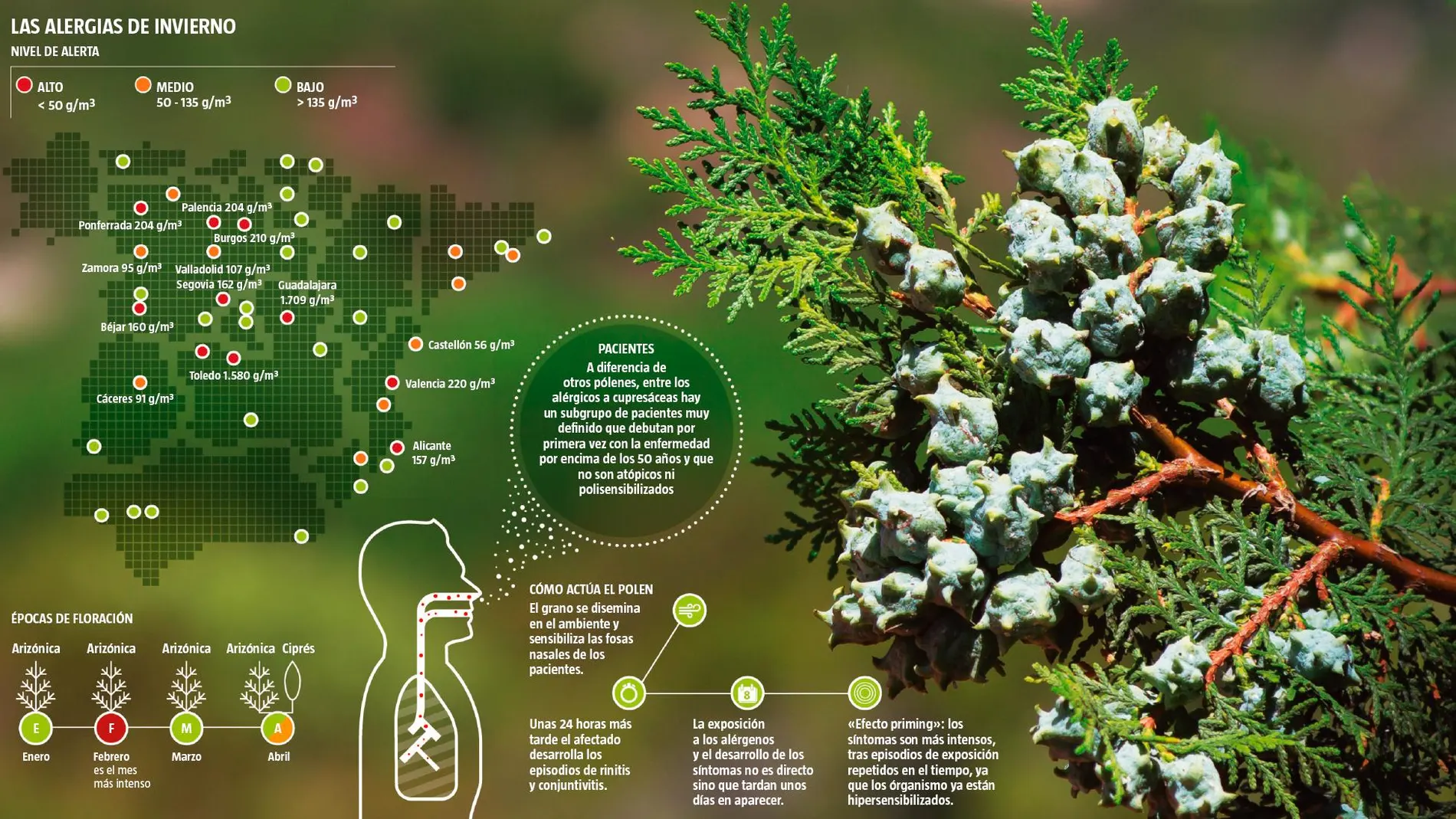Gráfico de las alergias invernales en España
