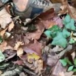 El cadáver fue hallado en el municipio de Fogars de Montclús, en la provincia de Barcelona