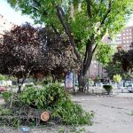 Un árbol en el que no se «apreció peligro» mata a un hombre