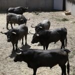 Toros de José Escolar para el encierro de mañana en Pamplona