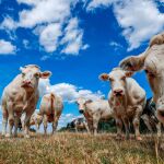 La carne infectada de Polonia se ha distribuido en Baleares, País Vasco y Madrid