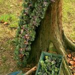 Llegan a España las kalettes, antioxidantes en miniatura