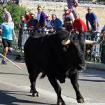 La localidad vallisoletana de Tordesillas celebra un año más el tradicional festejo del Toro de la Vega