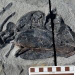 otografía cedida por el Museo de Historia Natural y Ciencia de Nuevo México (NMMNHS) donde se observa el fósil de la mandíbula del Gordodon kraineri, un hervívoro de 1,5 metro (5 pies) de largo y unos 34 kilos (75 libras), que fue descubierto en 2013 cerca de la población de Alamogordo, en Nuevo México por una clase de Geología de la Universidad de Oklahoma (EE.UU.). / Efe
