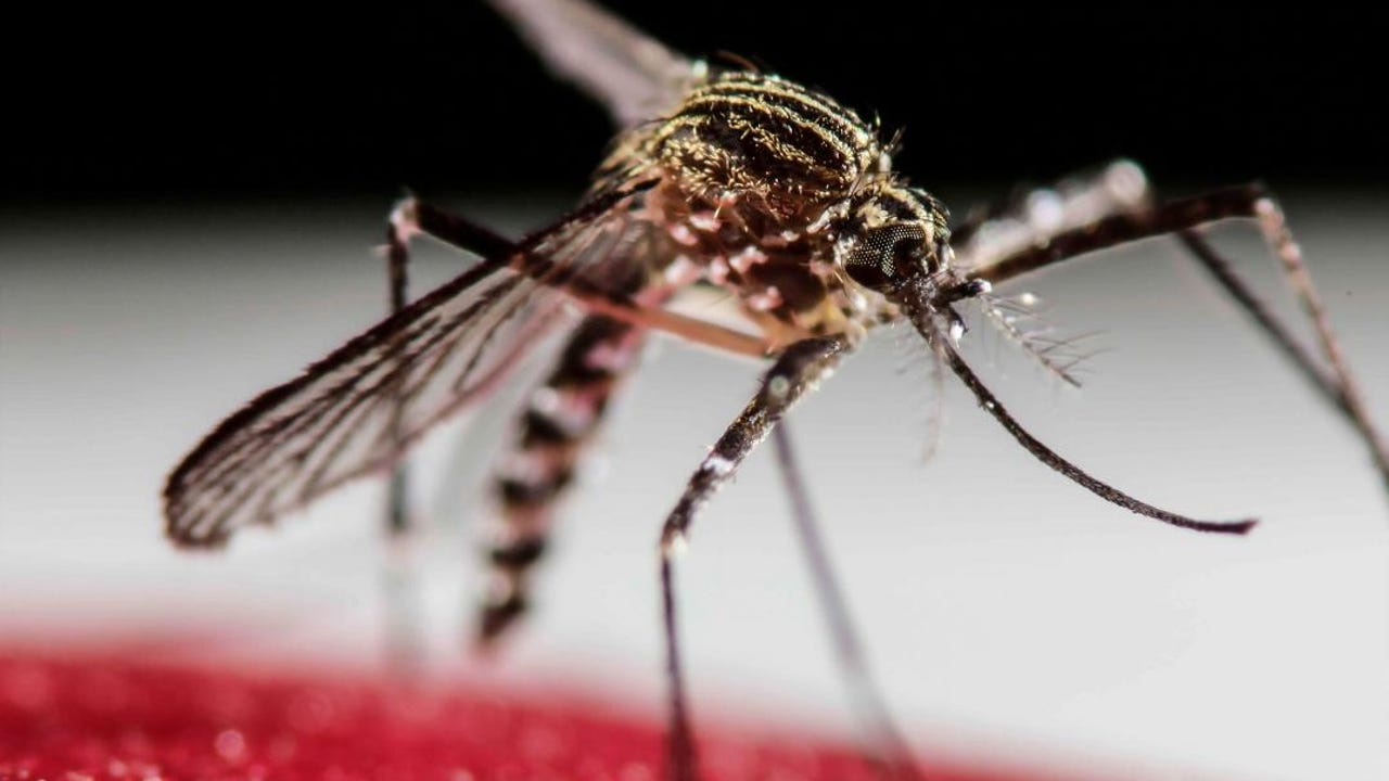 El peligroso mosquito tigre y el del Japón se expanden por España: consulta el mapa