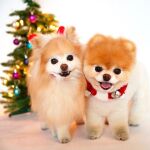 Boo junto a su compañero, Buddy