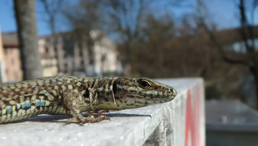 La lagartija roquera (Podarcis muralis) que convive con humanos se acostumbra a ellos y se refugia cada vez menos cuando estos se aproximan