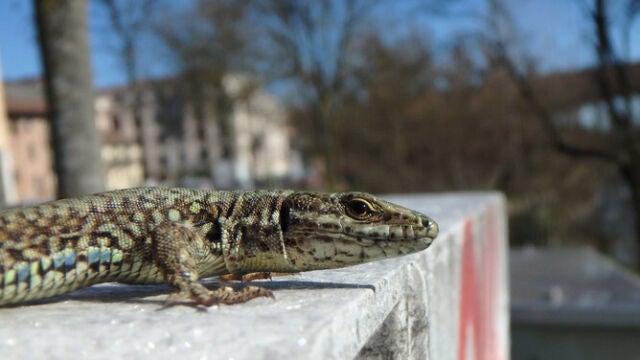 La lagartija roquera (Podarcis muralis) que convive con humanos se acostumbra a ellos y se refugia cada vez menos cuando estos se aproximan
