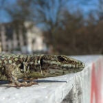 La lagartija roquera (Podarcis muralis) que convive con humanos se acostumbra a ellos y se refugia cada vez menos cuando estos se aproximan