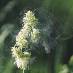 La Academia Europea de Alergia e Inmunología Clínica otorga el Premio Paul Ehrlich