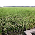 La Conselleria recuperará el modelo de sistematización de las alteraciones del clima y sus consecuencias en el campo para que todo quede registrado