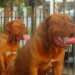 Dogo de Burdeos