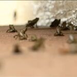 Los sapos invaden la ciudad de Palm Beach en Florida
